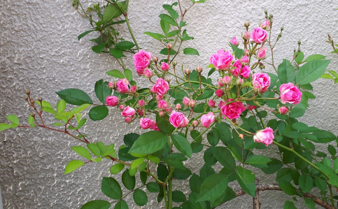 薔 薇 我が家の 紹介 はるか 極小ミニバラ マニアックmomの庭