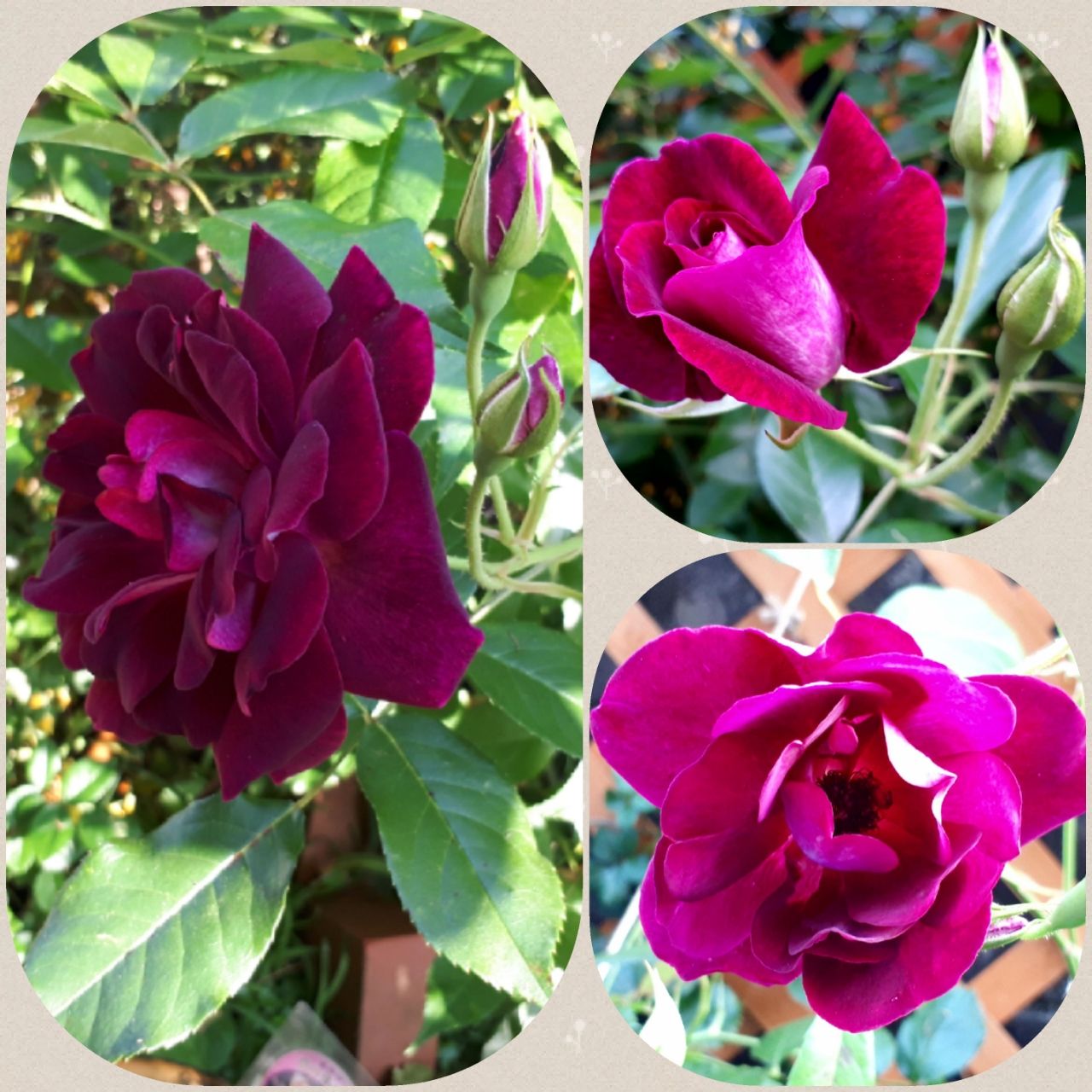 薔 薇 我が家の 紹介 バーガンディ アイスバーグ マニアックmomの庭