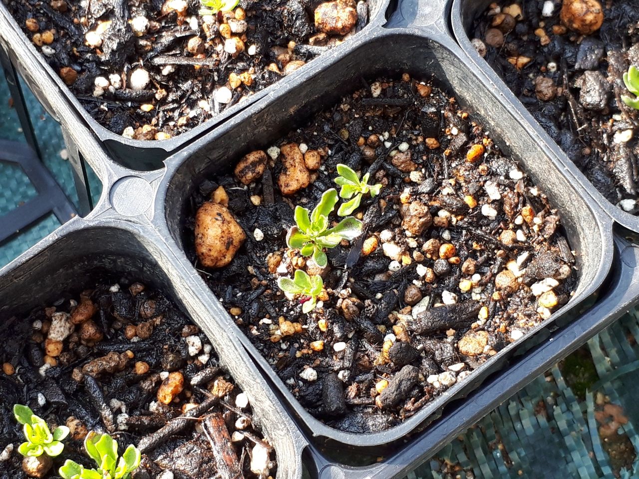 宿根ロベリア ３月 種まきプリンセスブルー マニアックmomの庭