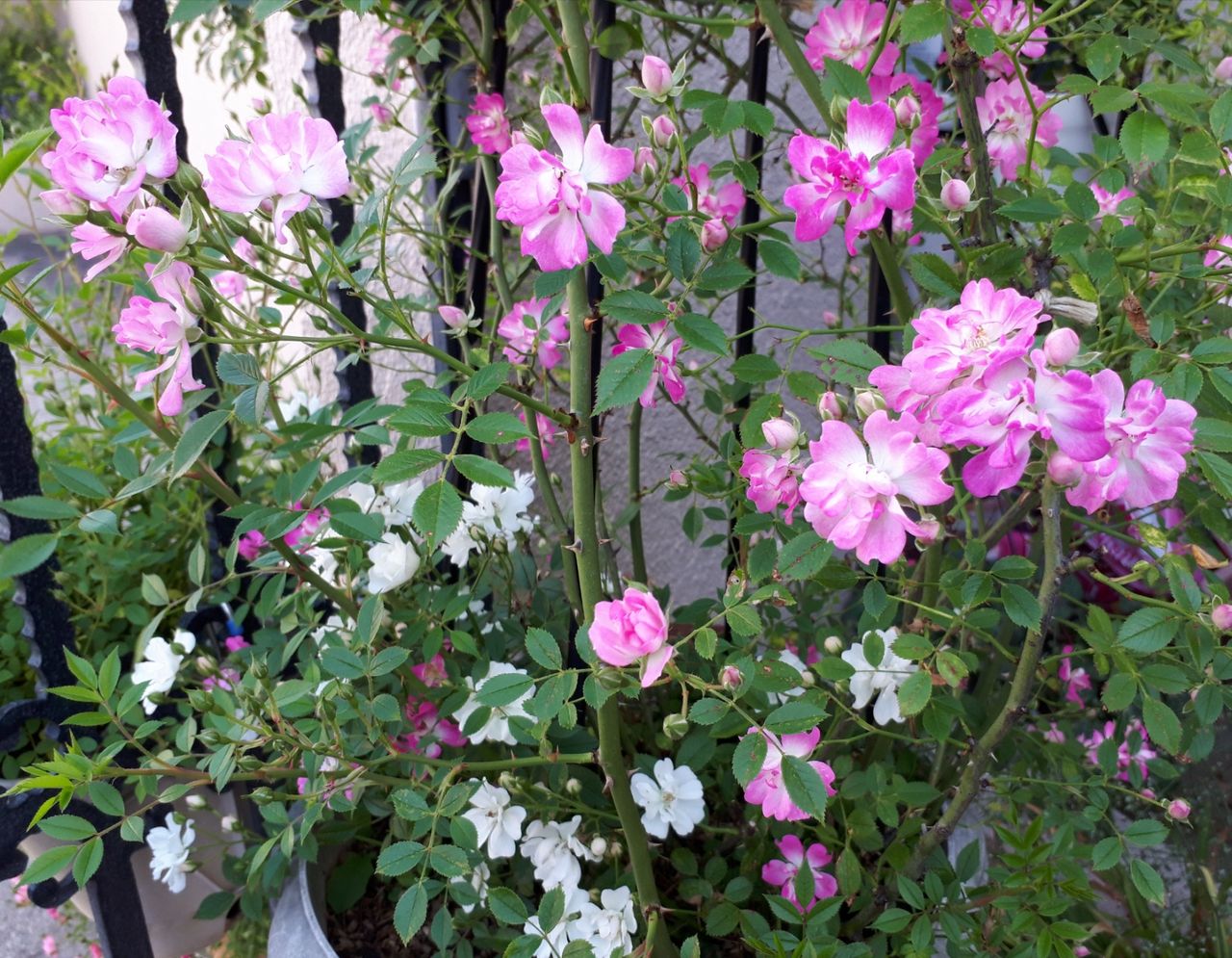 薔 薇 我が家の 紹介 レンゲローズ マニアックmomの庭