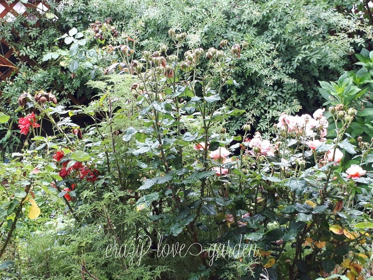 薔 薇 バラが好きすぎて 止まらない マニアックmomの庭