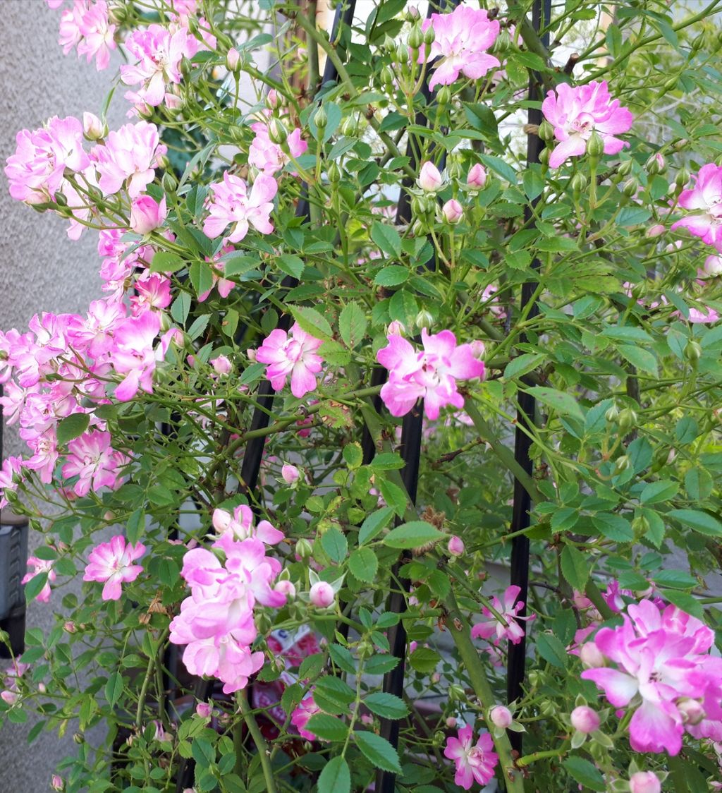 薔 薇 我が家の 紹介 レンゲローズ マニアックmomの庭