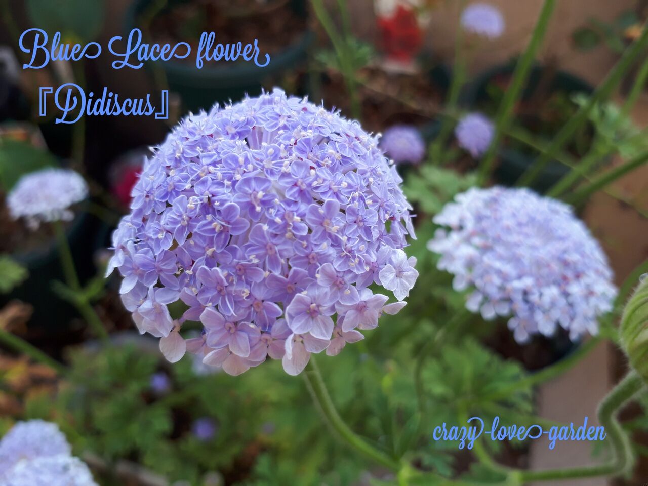 花の苗 ディディスカス ブルーレース 苗 Sukaldeansortzaile Com