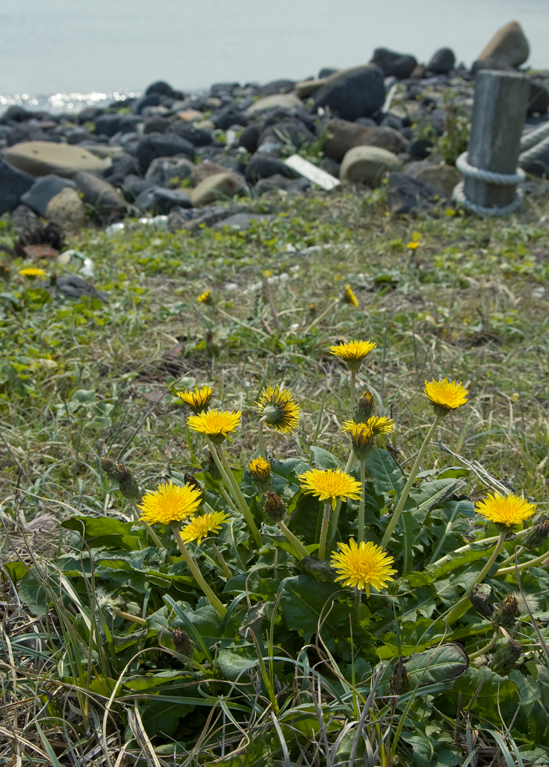 大きなタンポポ タンポポ ボウシュウタンポポ