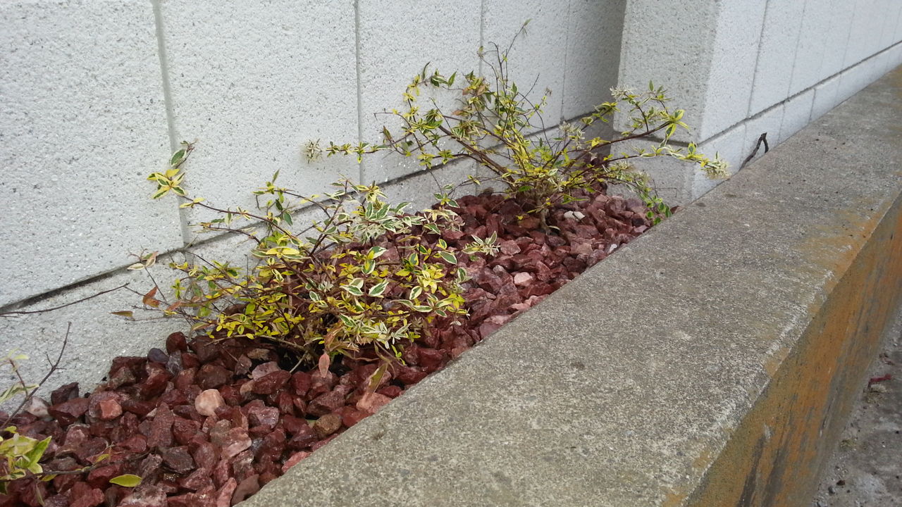 アベリア ホープレイズ 庭ログ エクステリアな毎日