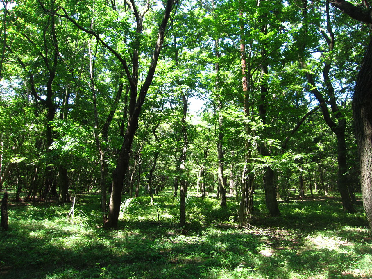 散歩 川越森の散歩道 犬ログ 散歩 川越森の散歩道 犬ログ