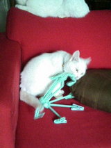 �����Ф��ߡ��ѡ���