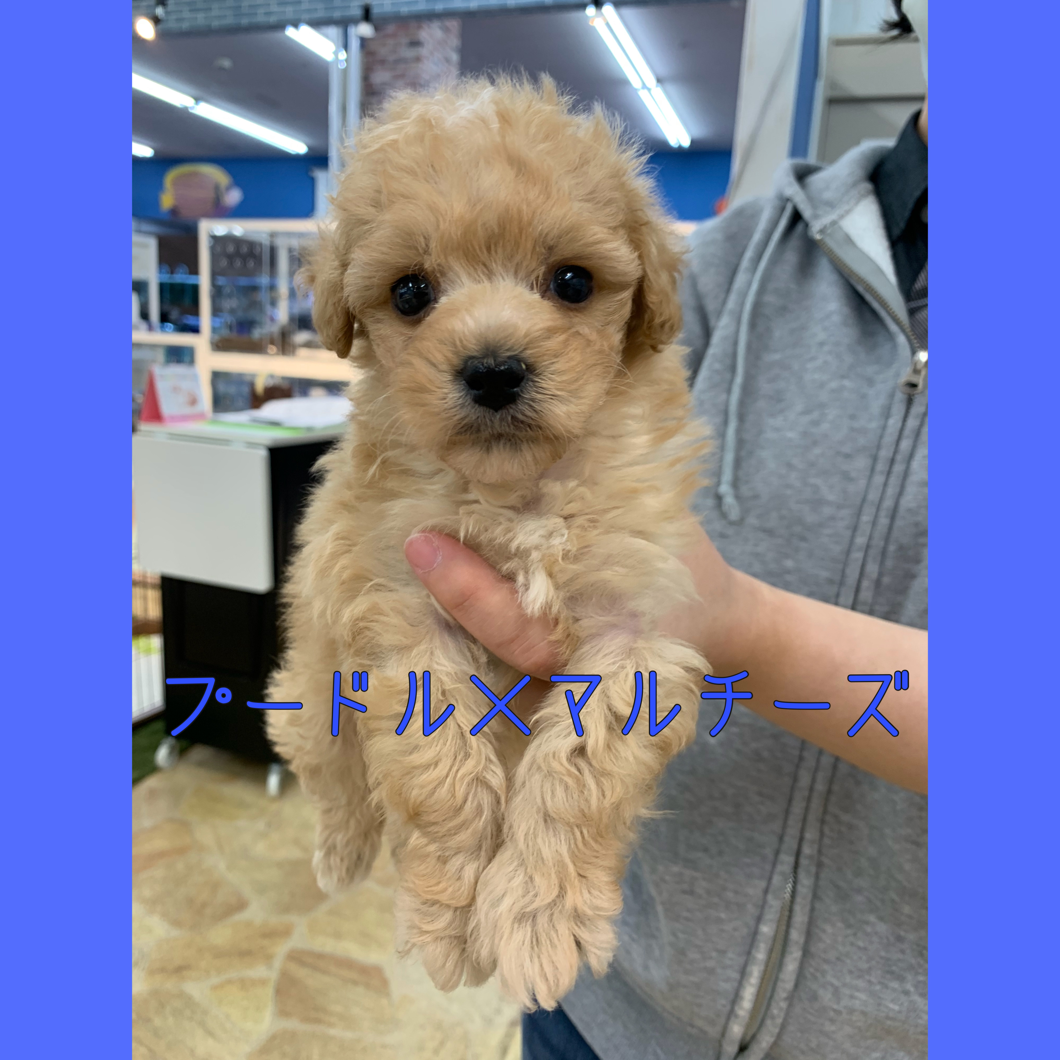 Petworld スタッフブログ 犬 猫 Petworld スタッフブログ 犬 猫