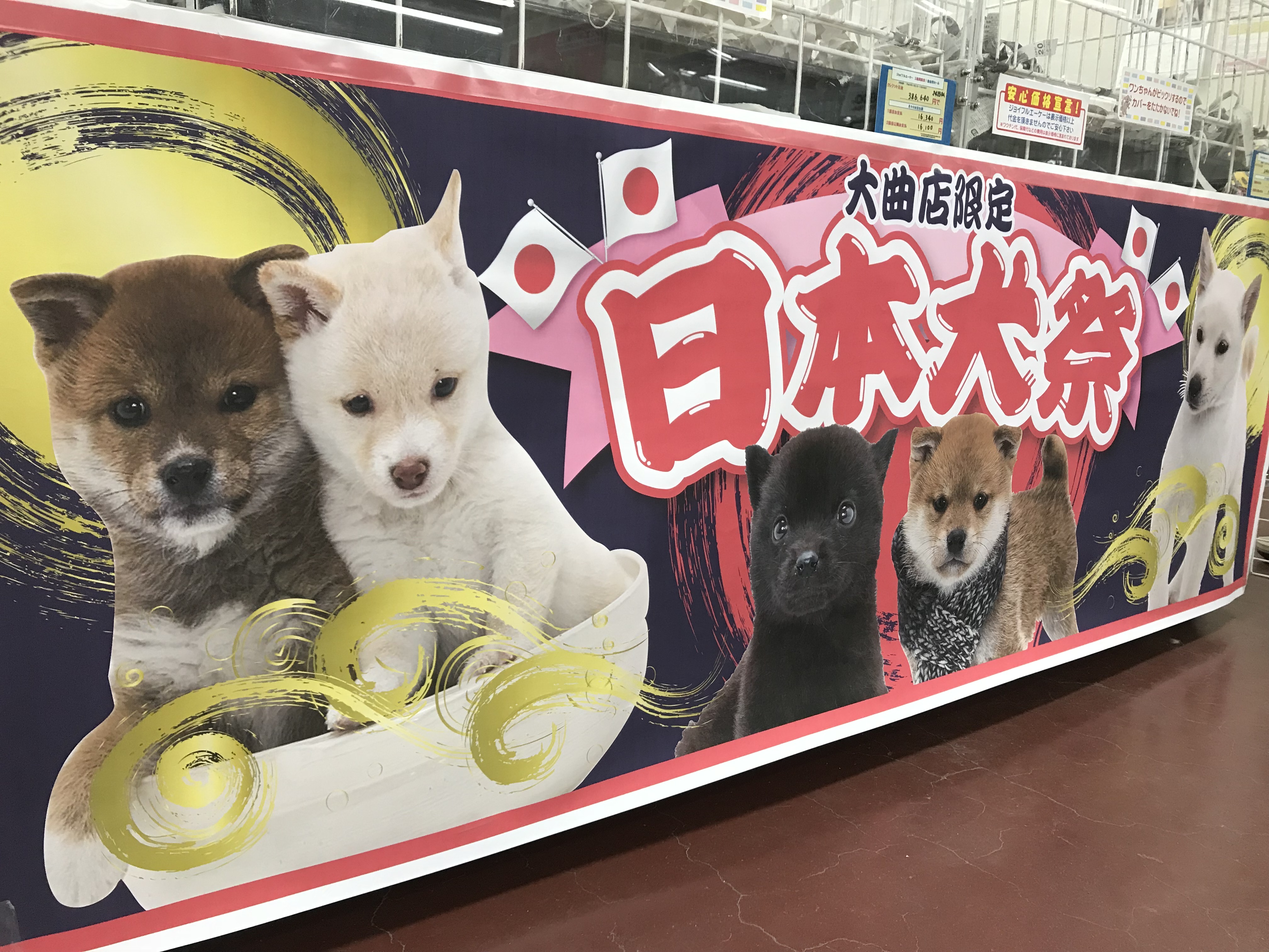 Petworld スタッフブログ 大曲店 日本犬祭