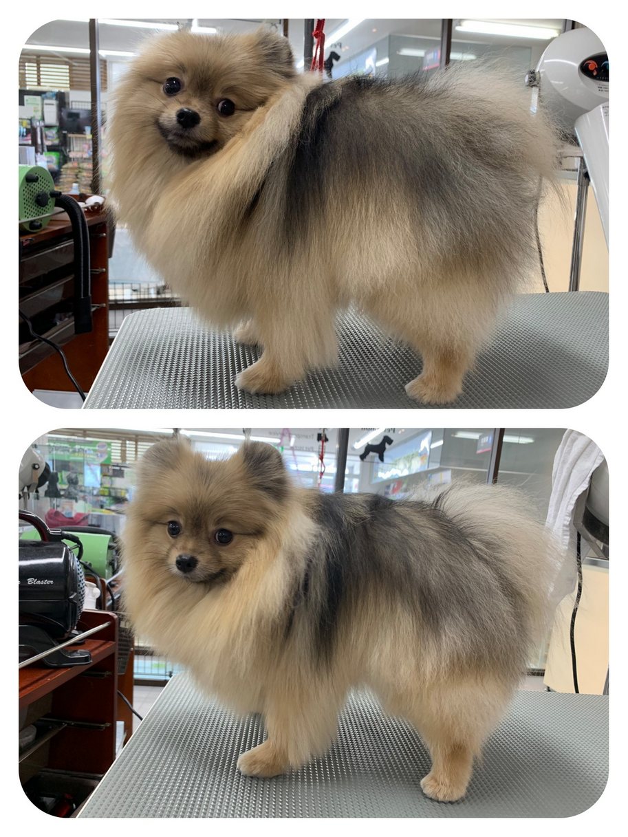 Petworld スタッフブログ 新発寒店より ポメラニアンカット集
