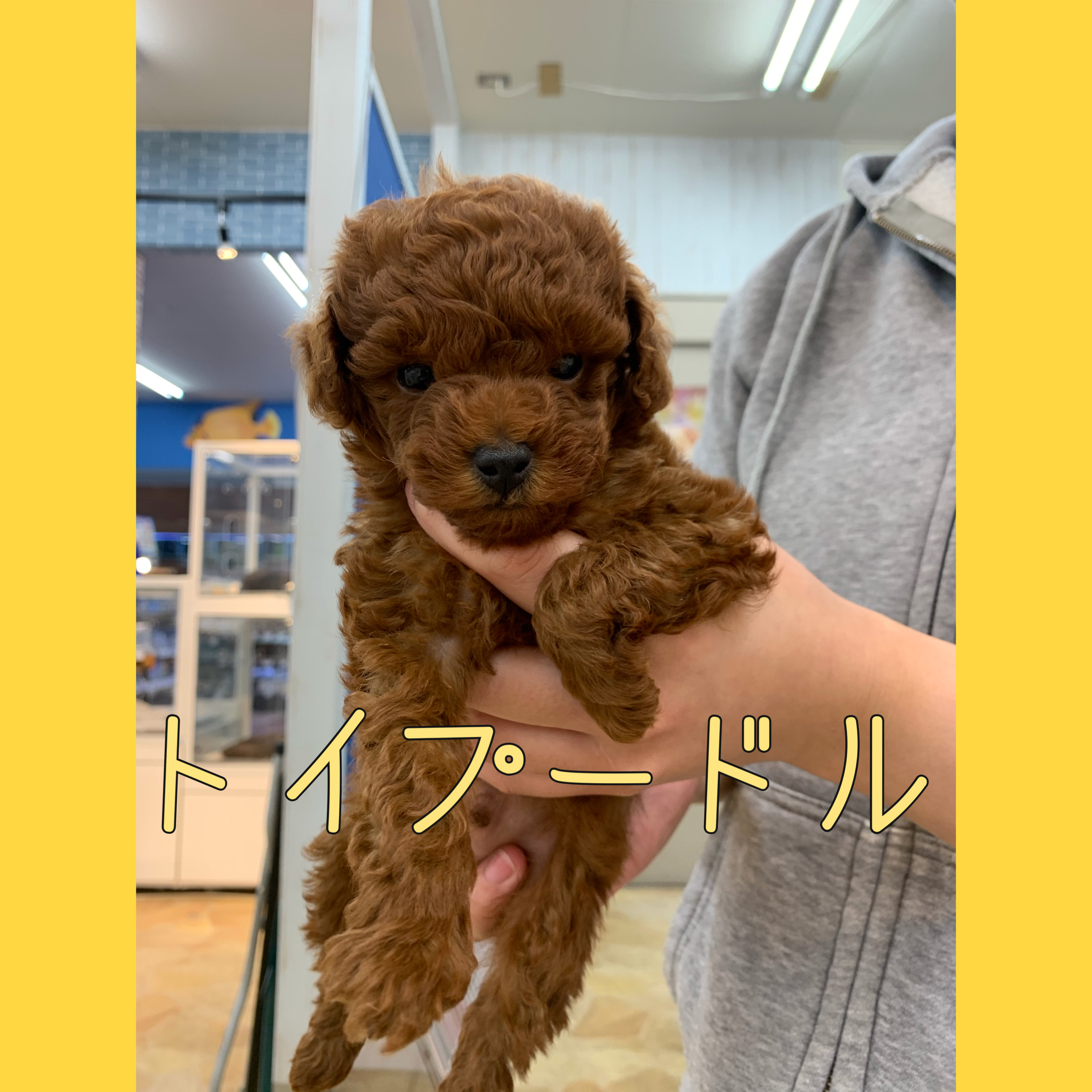 Petworld スタッフブログ 犬 猫 Petworld スタッフブログ 犬 猫