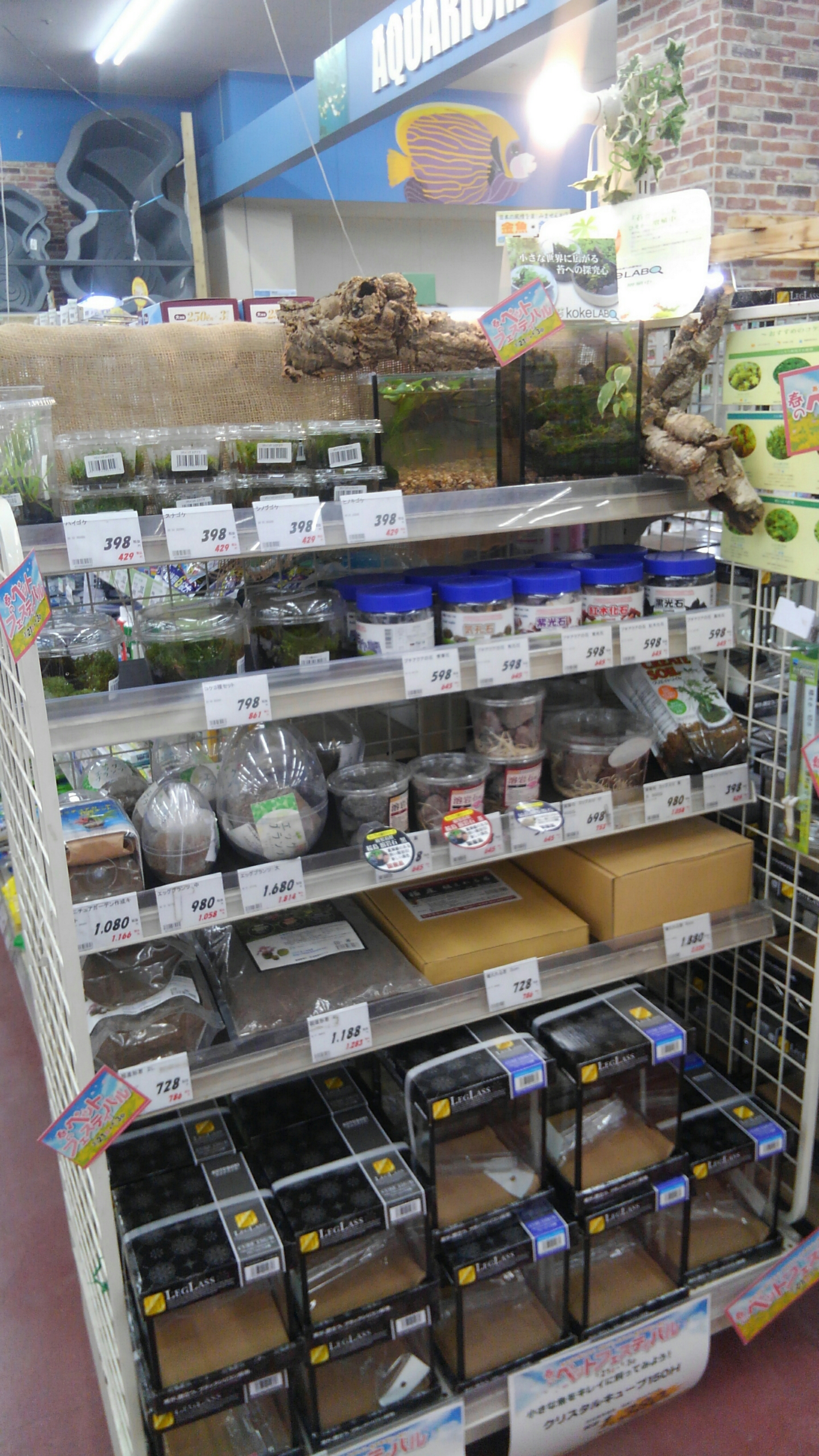 Petworld スタッフブログ 魚 爬虫類