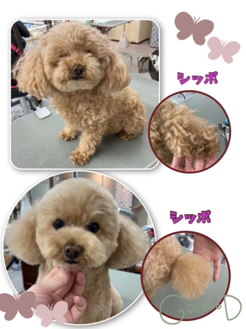Petworld スタッフブログ トリミングカット集 prox新発寒店 Petworld スタッフブログ トリミングカット集 prox新発寒店
