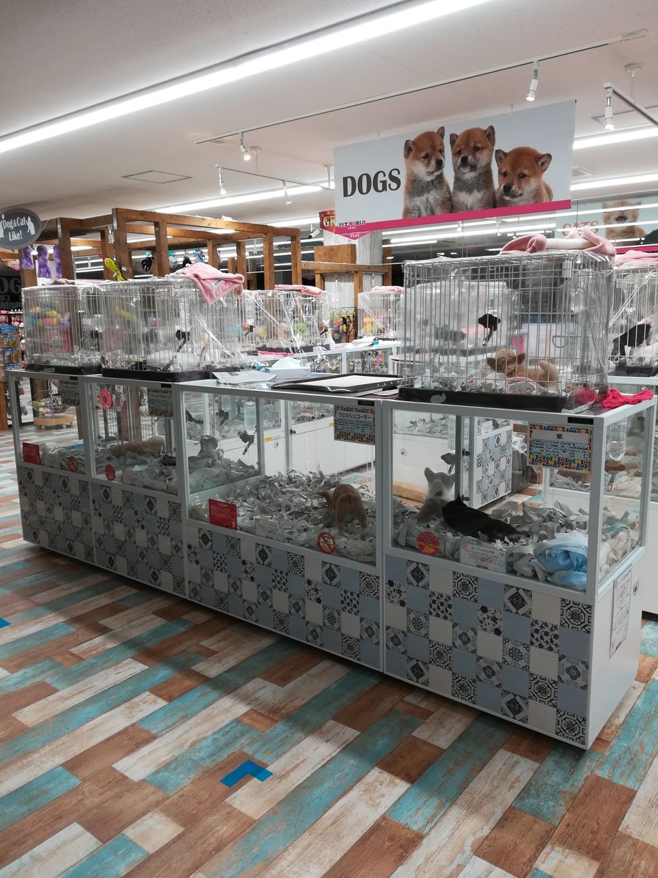 Petworld スタッフブログ ペットワールドプロックス新発寒店初投稿 Petworld スタッフブログ ペットワールドプロックス新発寒店初投稿