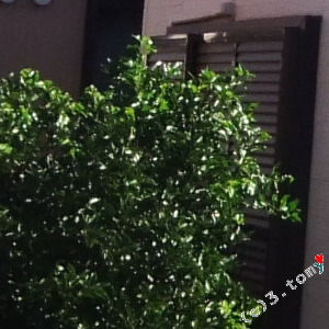 (c)3.tomy