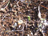 ���ʥå�����ɥ��β�