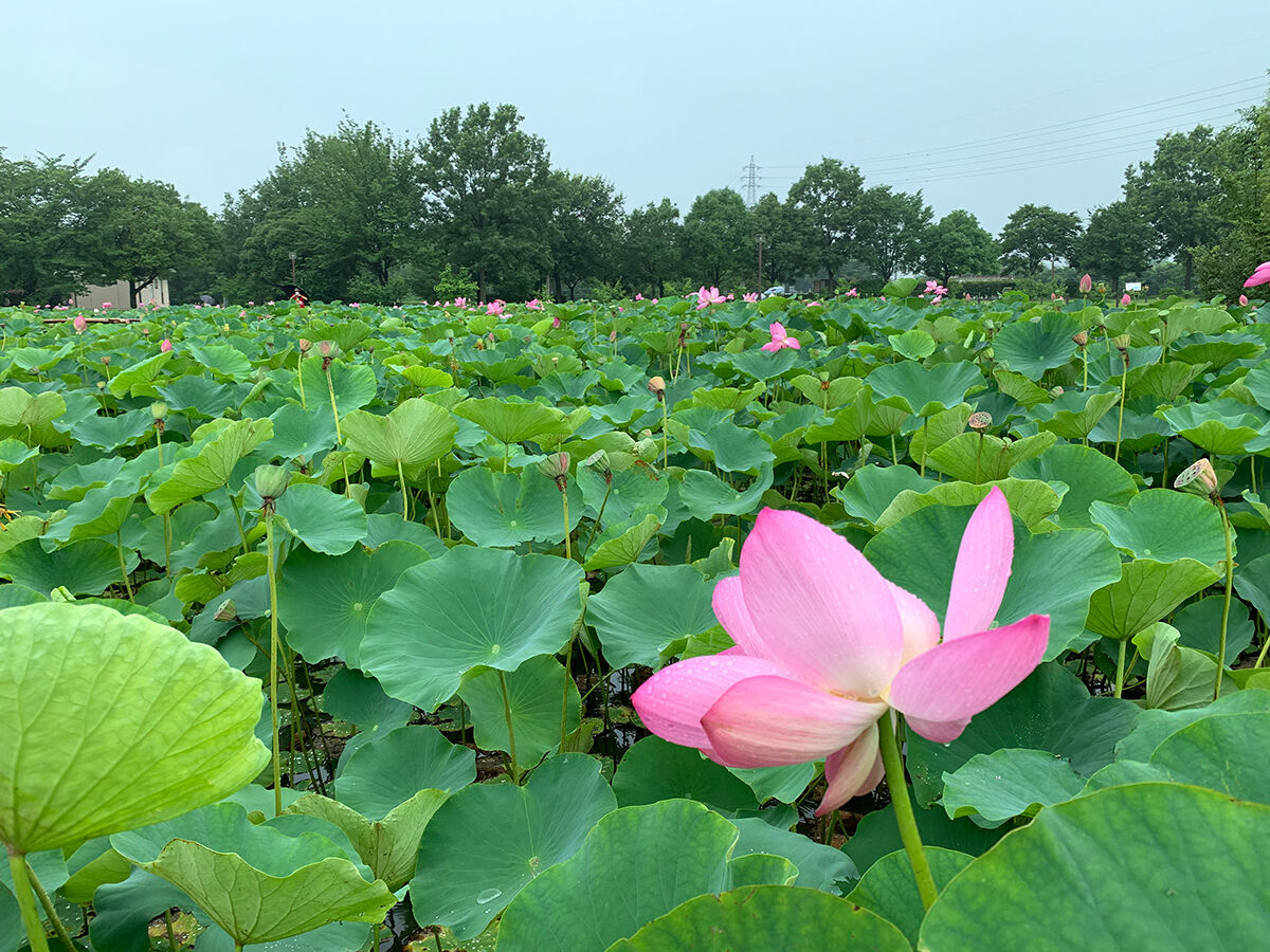 古代蓮の里 埼玉県行田市 ぢょんいえーの航海表