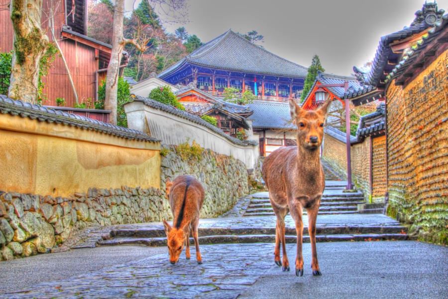 二月堂裏参道の鹿HDR : jp3pzd's photo diary 二月堂裏参道の鹿HDR : jp3pzd's photo diary