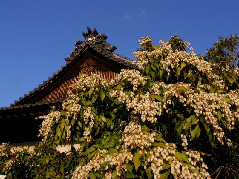 東大寺指図堂で馬酔木が満開 Jp3pzd S Photo Diary 東大寺指図堂で馬酔木が満開 Jp3pzd S Photo Diary