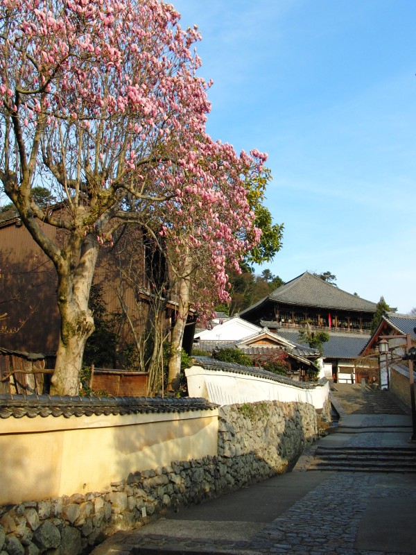 二月堂裏参道の桜 東大寺・二月堂 ～奈良公園の桜～ |