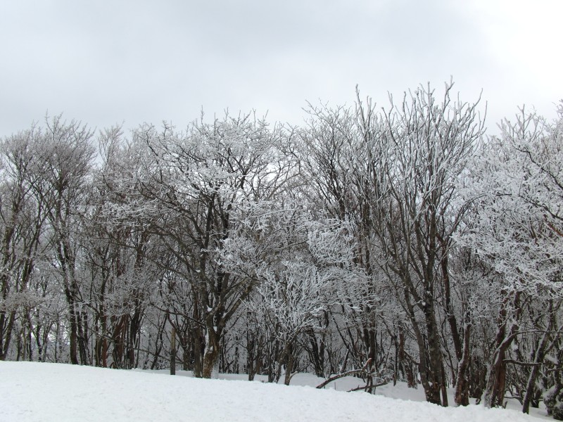 霧氷の三峰山10 1 山頂と八丁平 Jp3pzd S Photo Diary 霧氷の三峰山10 1 山頂と八丁平 Jp3pzd S Photo Diary