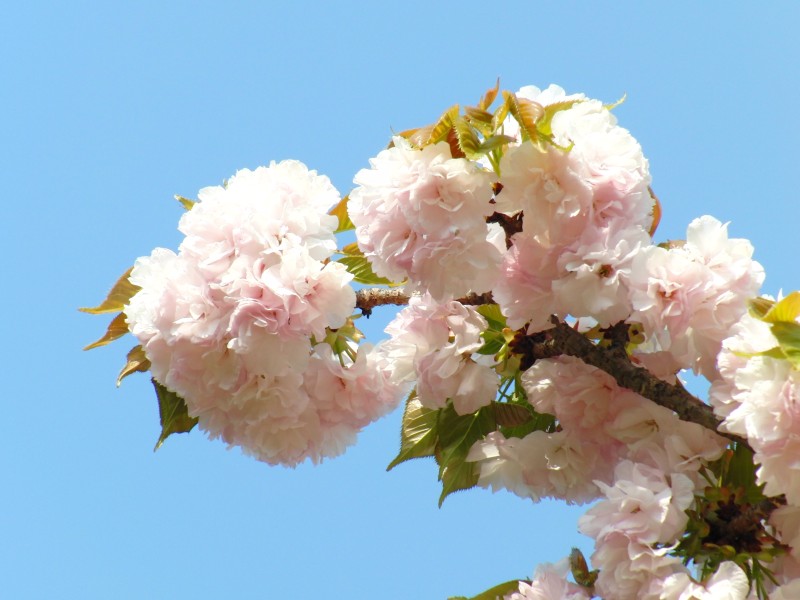 八重桜いろいろ 楊貴妃 関山 普賢象 松月 御衣黄 兼六園菊桜 奈良八重桜 Jp3pzd S Photo Diary 八重桜いろいろ 楊貴妃 関山 普賢象 松月 御衣黄 兼六園菊桜 奈良八重桜 Jp3pzd S Photo Diary