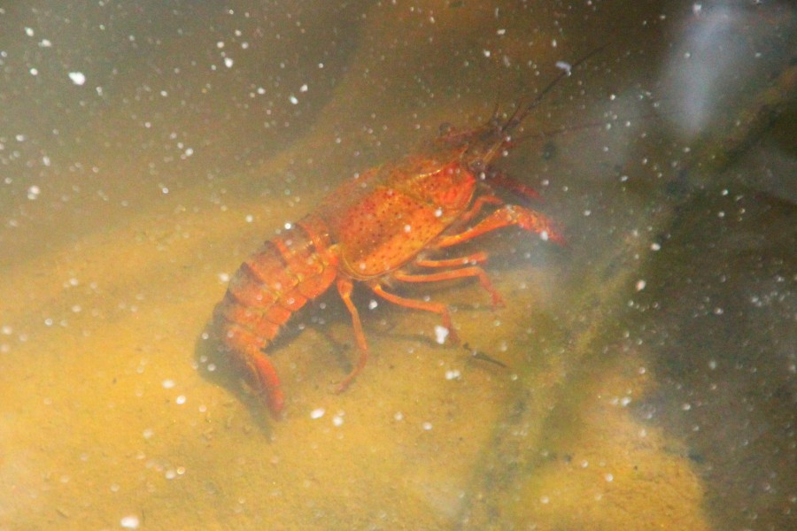 カエル アメリカザリガニ アカタテハ 奈良県新公会堂 Jp3pzd S Photo Diary カエル アメリカザリガニ アカタテハ 奈良県新公会堂 Jp3pzd S Photo Diary