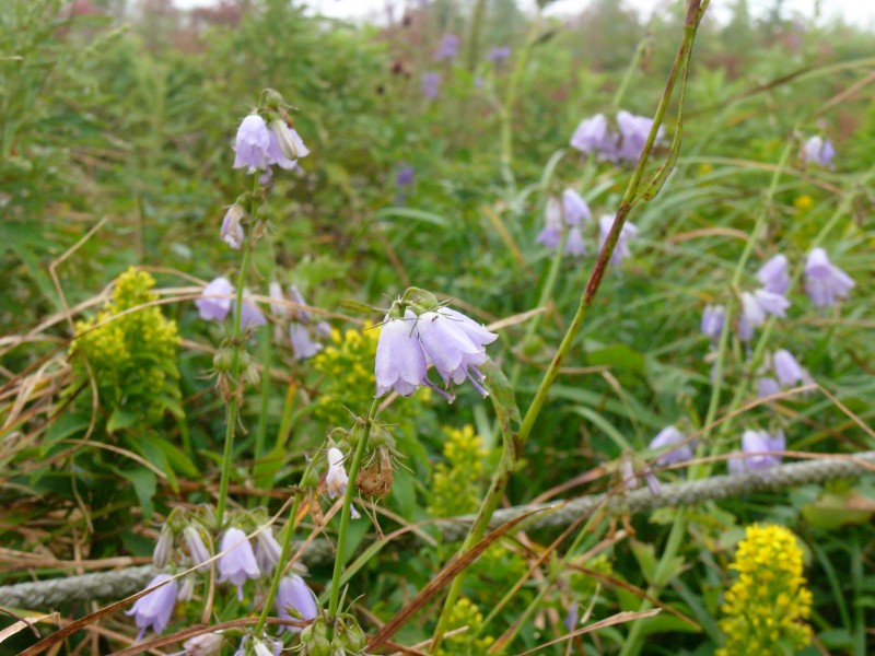 伊吹山 5 ツリガネニンジン ダイコンソウ イタドリ シオガマギク Jp3pzd S Photo Diary