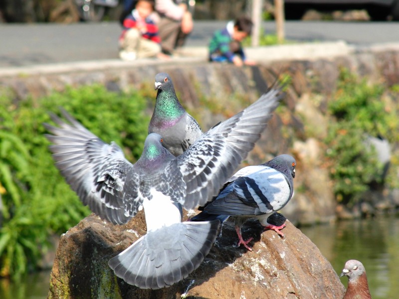 ハトが飛ぶ瞬間 猿沢池 Jp3pzd S Photo Diary ハトが飛ぶ瞬間 猿沢池 Jp3pzd S Photo Diary