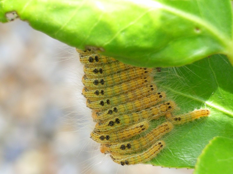 ルリチュウレンジバチと チャドクガの幼虫 Jp3pzd S Photo Diary