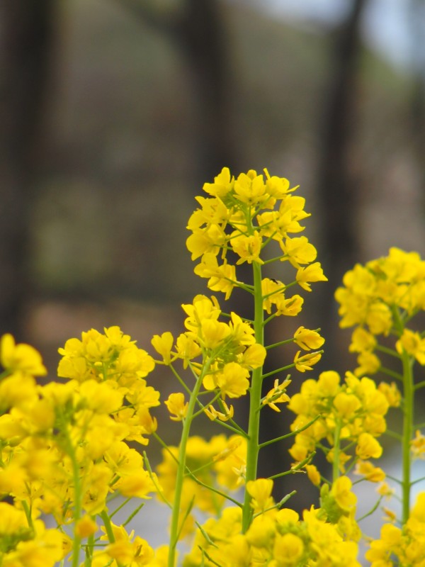甘樫丘の菜の花畑 Jp3pzd S Photo Diary