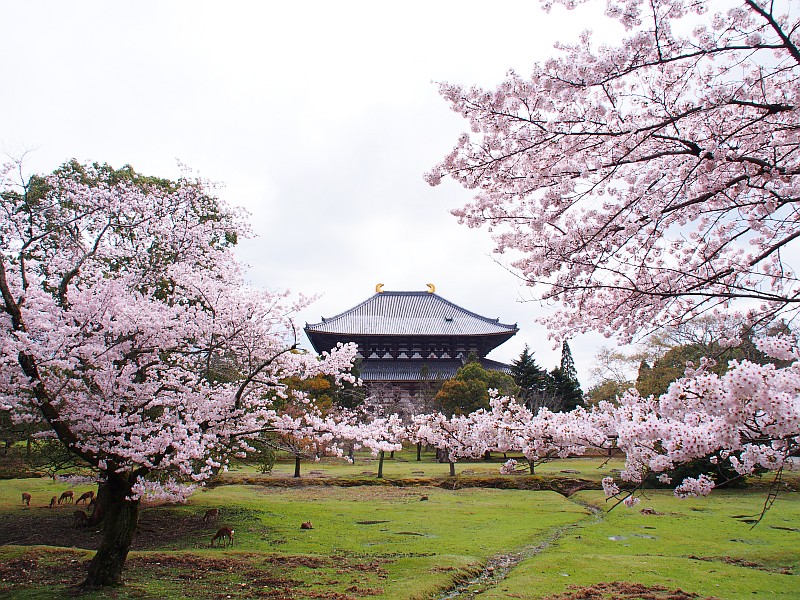 桜 東大寺講堂跡 Jp3pzd S Photo Diary 桜 東大寺講堂跡 Jp3pzd S Photo Diary