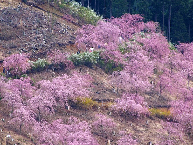 高見山登山口から高見の郷を遠望 Jp3pzd S Photo Diary 高見山登山口から高見の郷を遠望 Jp3pzd S Photo Diary