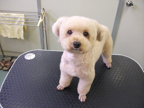 poodle1