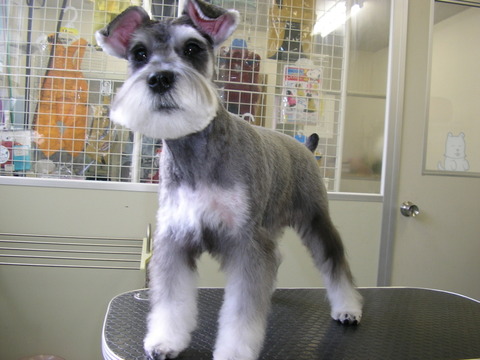schnauzer