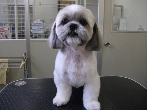 shihtzu