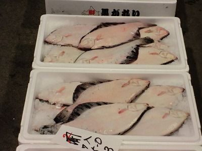 北海道水産仕入 通販 ヒラメ 北海道水産仕入 通販 ヒラメ