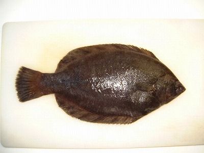 北海道水産仕入 通販 カレイの種類 北海道水産仕入 通販 カレイの種類
