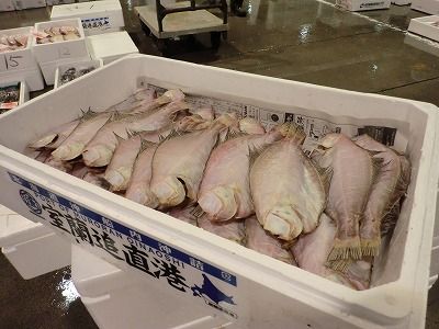 北海道水産仕入 通販 ソウハチカレイ 宗八ガレイ