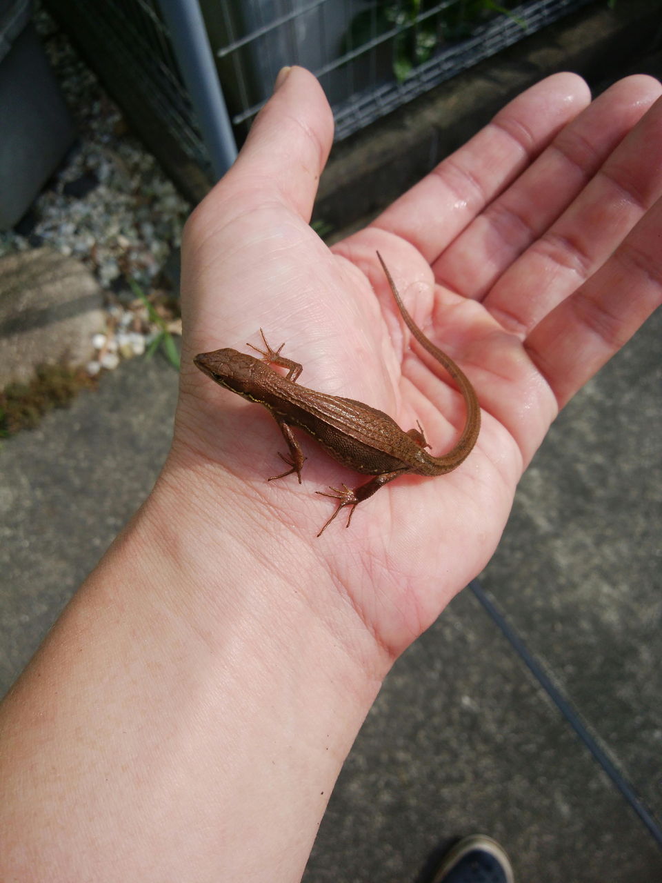 カナヘビ カナヘビの飼い方 前編 全文 爬虫類 両生類 All About カナヘビ カナヘビの飼い方 前編 全文 爬虫類 両生類 All About