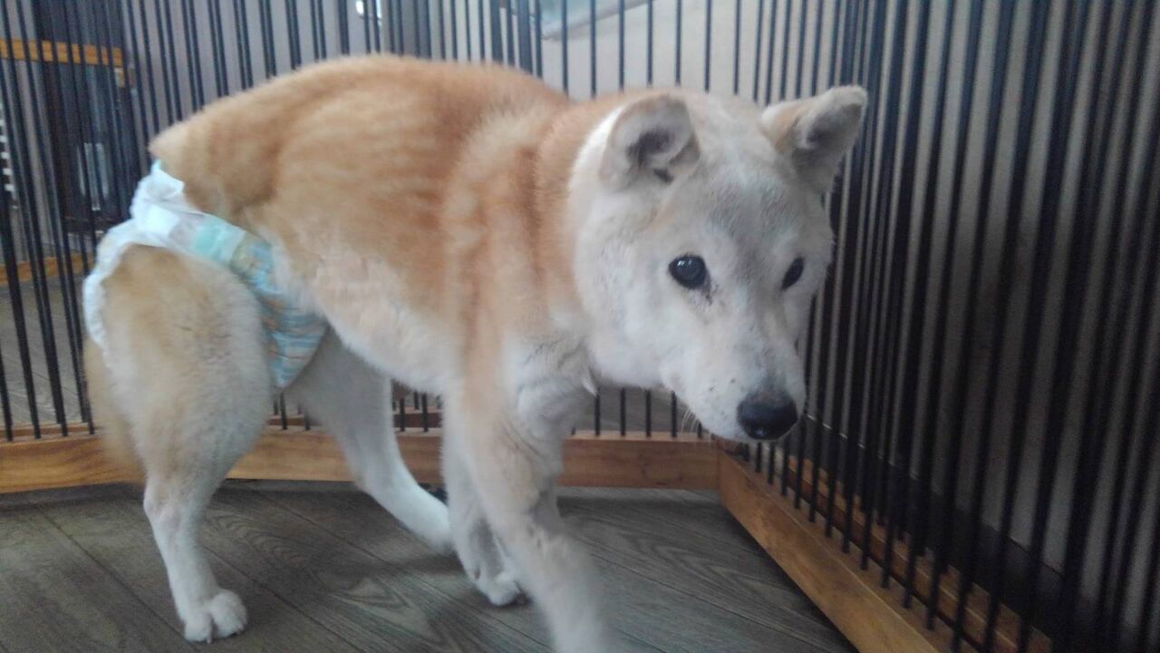 老犬ホーム 軽井沢ペットホテル 年3月13日柴犬さくらちゃん永眠 老犬ホーム ダディーの仲間たち 老犬ホーム 軽井沢ペットホテル 年3月13日柴犬さくらちゃん永眠 老犬ホーム ダディーの仲間たち