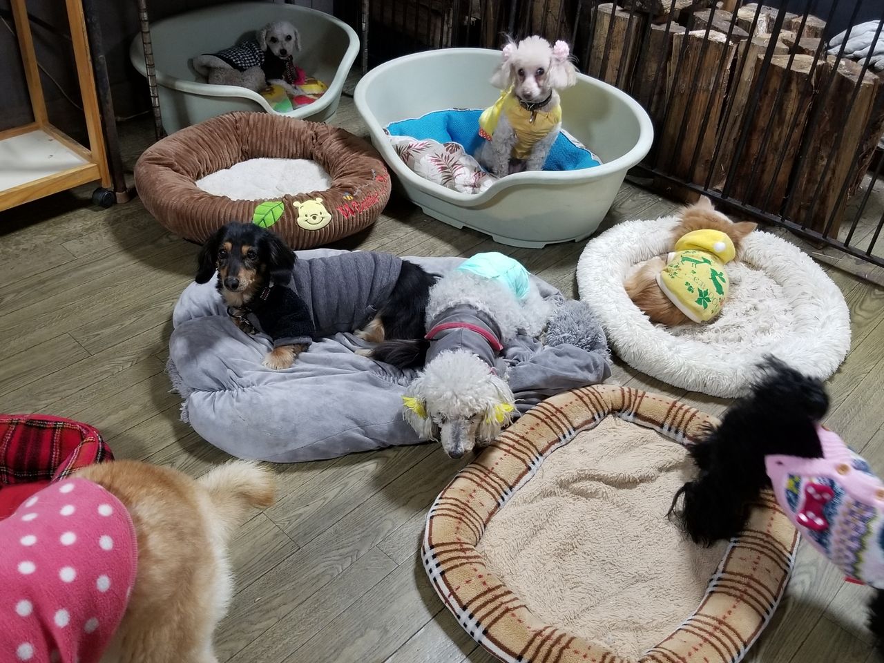 老犬ホーム ペットホテル軽井沢 ダックス フィリップくん 老犬ホーム ダディーの仲間たち