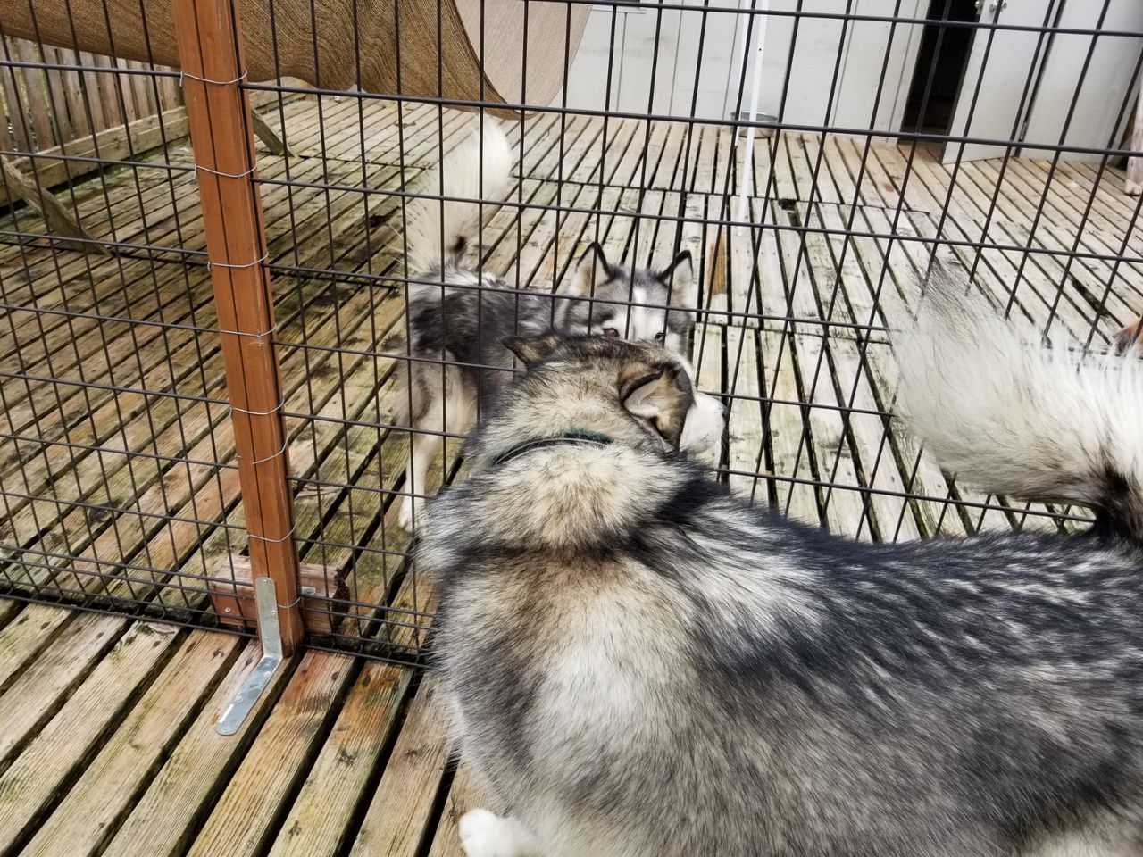 老犬ホーム ペットホテル軽井沢 長期預かり アラスカンマラミュートズのカイくんとハナちゃん 老犬ホーム ダディーの仲間たち 老犬ホーム ペットホテル軽井沢 長期預かり アラスカンマラミュートズのカイくんとハナちゃん 老犬ホーム ダディーの仲間たち