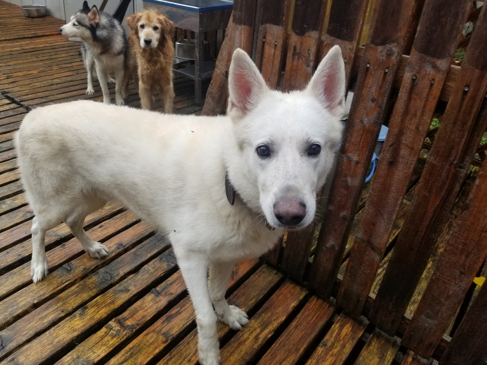 老犬ホーム 軽井沢ペットホテル ホワイトシェパードくんがチェックイン 老犬ホーム 店長のおさんぽ 老犬ホーム 軽井沢ペットホテル ホワイトシェパードくんがチェックイン 老犬ホーム 店長のおさんぽ
