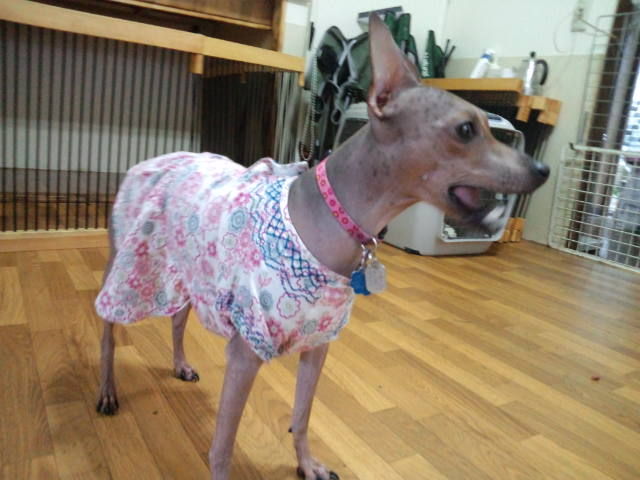 アメリカン ヘアレス テリアちゃんがチェックイン 老犬ホーム 店長のおさんぽ アメリカン ヘアレス テリアちゃんがチェックイン 老犬ホーム 店長のおさんぽ