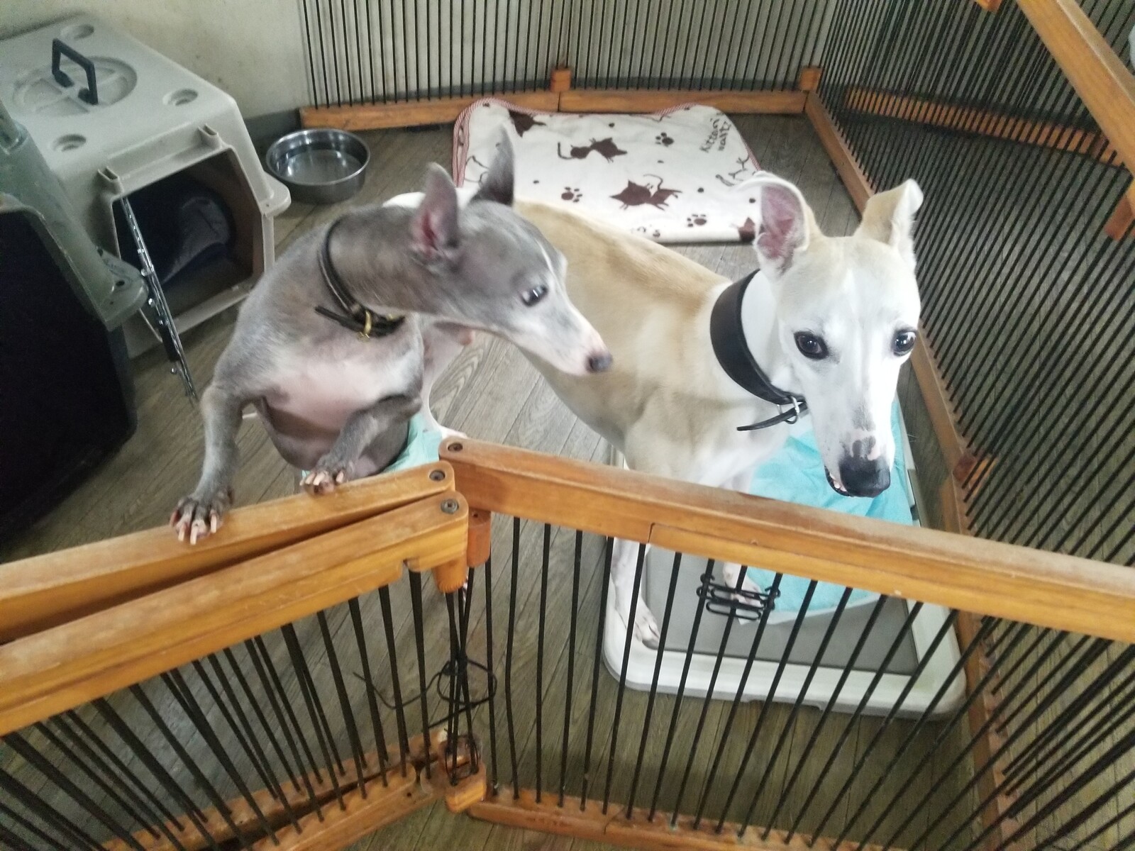老犬ホーム 軽井沢ペットホテル イタグレくんとウィペットくんがチェックイン 老犬ホーム 店長のおさんぽ 老犬ホーム 軽井沢ペットホテル イタグレくんとウィペットくんがチェックイン 老犬ホーム 店長のおさんぽ