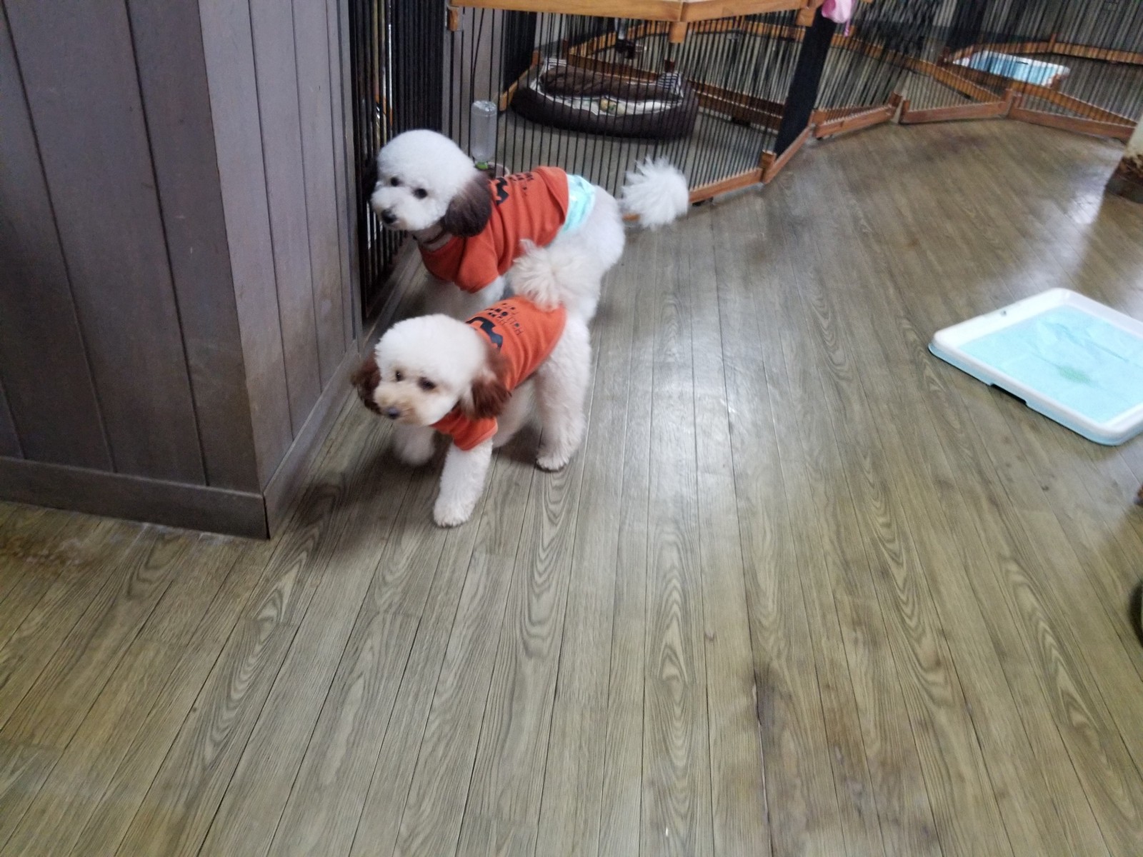 トイプーズがチェックイン 老犬ホーム 店長のおさんぽ トイプーズがチェックイン 老犬ホーム 店長のおさんぽ