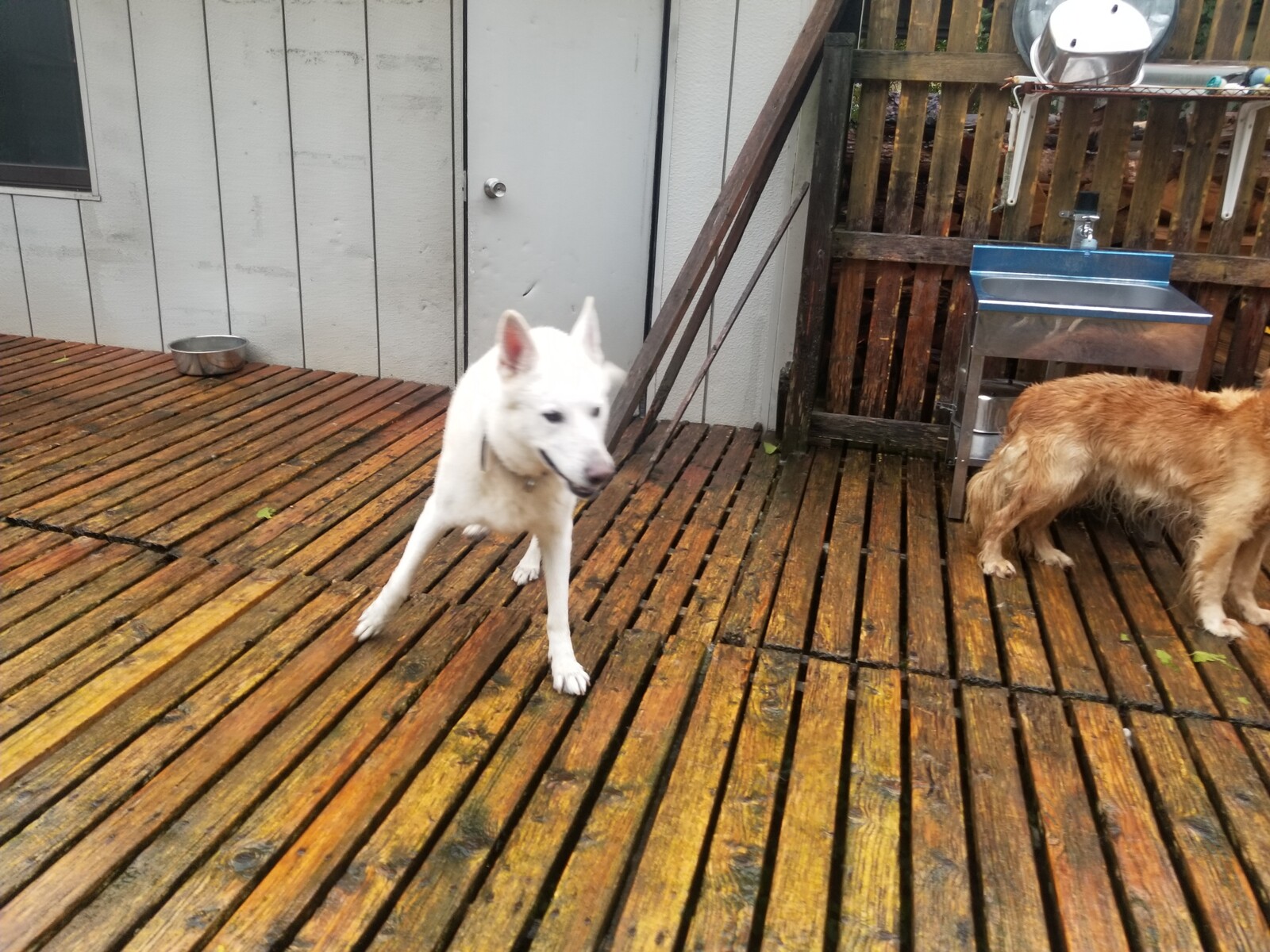 老犬ホーム 軽井沢ペットホテル ホワイトシェパードくんがチェックイン 老犬ホーム 店長のおさんぽ 老犬ホーム 軽井沢ペットホテル ホワイトシェパードくんがチェックイン 老犬ホーム 店長のおさんぽ