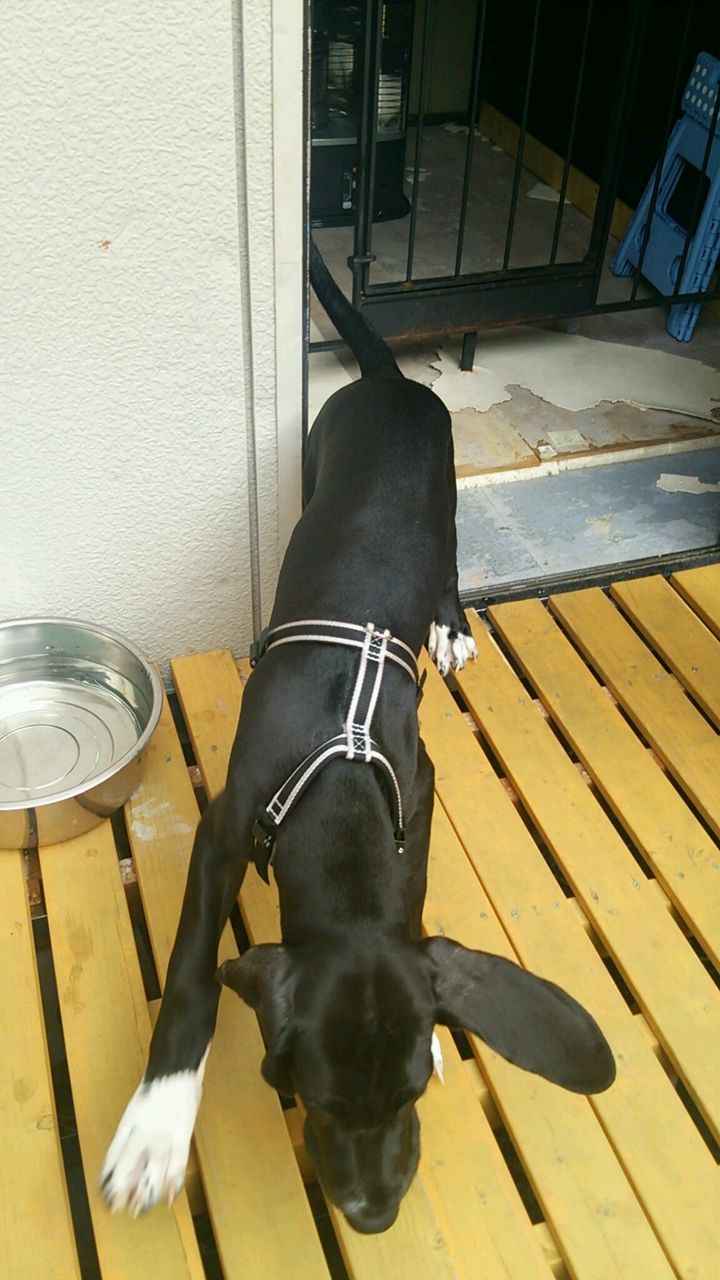 サルーキメルローちゃんとグレートデーンディーンくん 老犬ホーム 店長のおさんぽ サルーキメルローちゃんとグレートデーンディーンくん 老犬ホーム 店長のおさんぽ