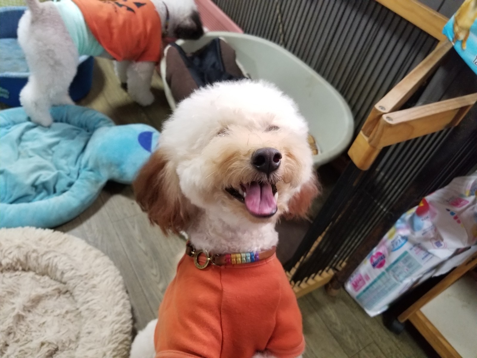 トイプーズがチェックイン 老犬ホーム 店長のおさんぽ トイプーズがチェックイン 老犬ホーム 店長のおさんぽ